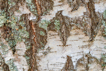 birch bark texture close up