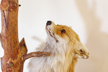 a stuffed fox on a white background