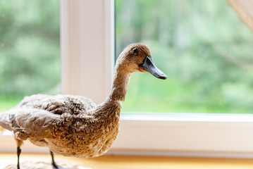 stuffed duck on the windowsill