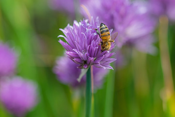 purple chives with honey bee