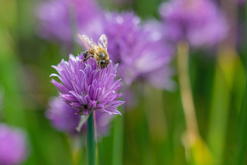 purple chives with honey bee