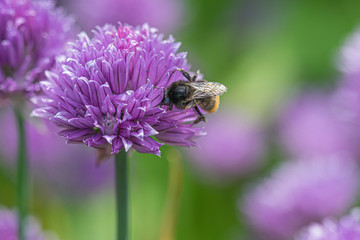 purple chives with honey bee