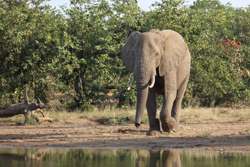 Afrikanischer Elefant / African elephant / Loxodonta africana