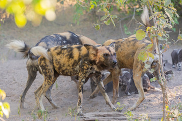 african wild dogs/ painted dogs in okavango delta in botswana