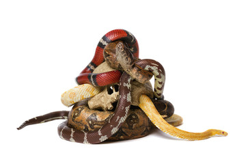 Obraz premium Snakes with human skull. On isolated on white background