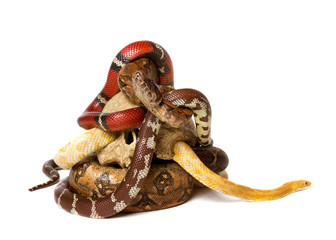 Snakes with human skull. On isolated on white background