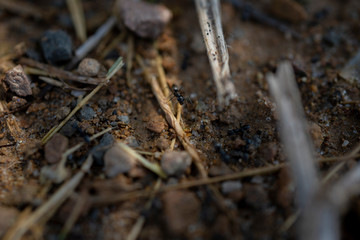 Ants working in the Grass in Civitavecchia Italy