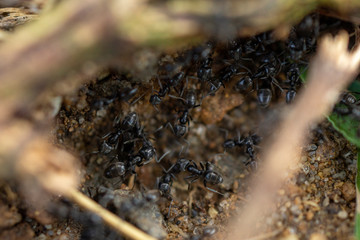 Ants working in the Grass in Civitavecchia Italy