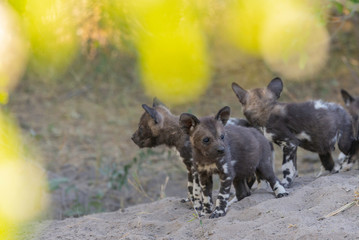 a family of wild dogs/ painted dogs in okavango delta in botswana, puppies, mother and father