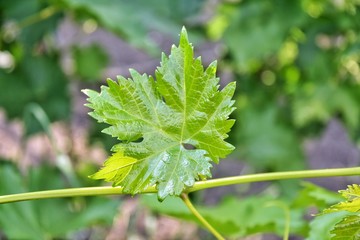 Fresh green grape leaf with selective focus on blurred green foliage background. Growing grapes. New grape leaves on vineyard. green leaf with beautiful shape and structured surface. Summer time 