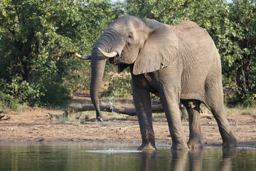 Afrikanischer Elefant / African elephant / Loxodonta africana