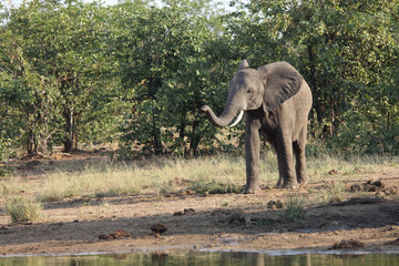 Afrikanischer Elefant / African elephant / Loxodonta africana
