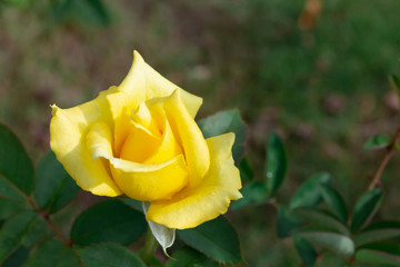 yellow roses in the garden