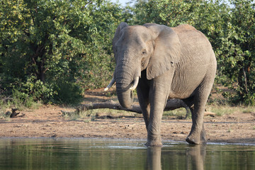 Afrikanischer Elefant / African elephant / Loxodonta africana