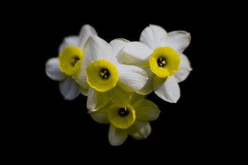 close up of some white and yellow narcissus flowers on a black background