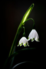 closeup of some little white flowers bell on a black background in a natural light