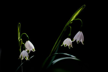 closeup of some little white flowers bells on a black background in a natural light