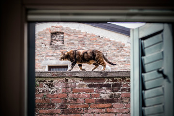 cat walking on a brick wall framed by a window