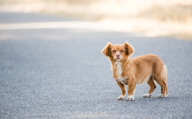 Cão abandonado