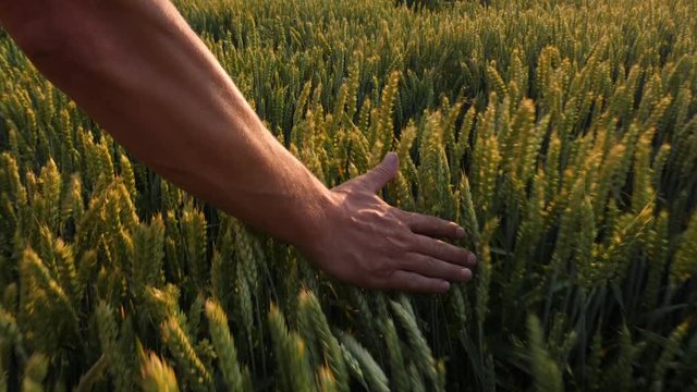 Farmer hand gently stroking wheat field at sunset countryside fields of gold