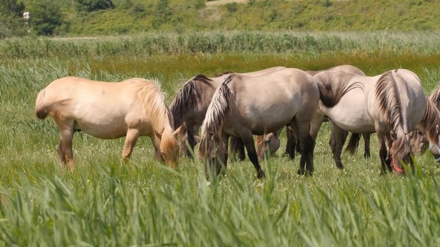 Herd of Konik horses, used for grazing in Beka Nature Reserve as part of active conservation.