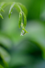 Rain drops on the leaves
