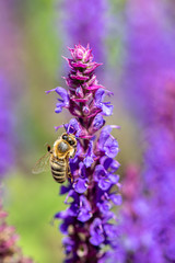 Honey bee collecting nectar pollen from a purple violet flower