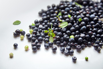 Bilberries with green leaves on white background, many scattered fresh dark blue berries (European blueberries)