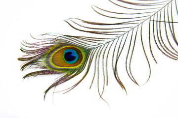 Obraz premium Peacock feather color full isolated white decor