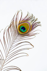 Peacock feather color full isolated white decor