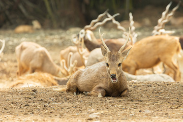Cute Animals at the Zoo