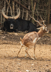 Cute Animals at the Zoo