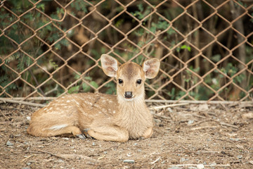 Cute Animals at the Zoo