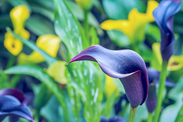 Close up of blue with purple color Calla lily in botanic flower garden
