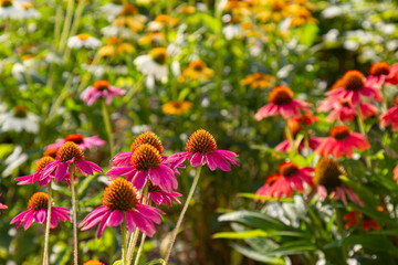 purple coneflowers (Echinacea) with blurry multicolored coneflowers in the background