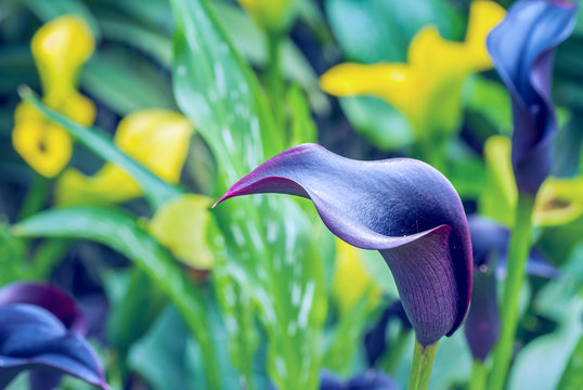 Close Up Of Blue With Purple Color Calla Lily In Botanic Flower Garden