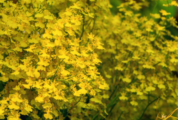 Group of yellow oncidium orchid flowers blossom in flower garden