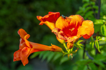 close-up of blossoms of a trumpet creeper (campsis)