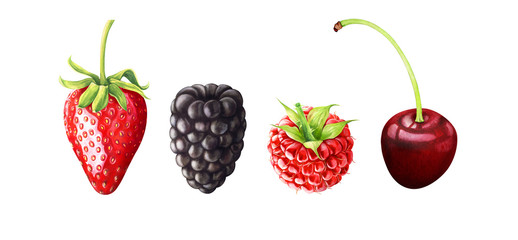 Hand drawn watercolor illustration of strawberry, blackberry, raspberry, cherry.