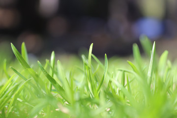 green grass