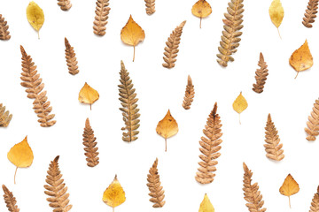 Autumn Pattern Made Of Dry  Leaves And Fern
