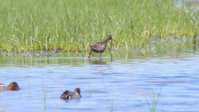 Spotted redshank, Tringa erythropus, in breeding plumage, foraging in salt marsh in the Beka Nature Reserve
