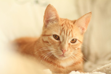 Chat Roux