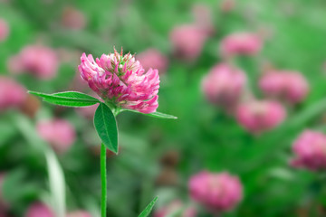 Close up wild red clover, Trifolium pratense