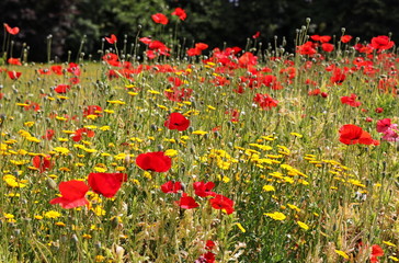 poppy field of red poppies