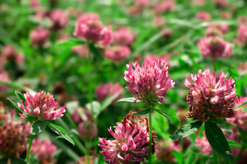 Fototapeta premium Close up wild red clover, Trifolium pratense