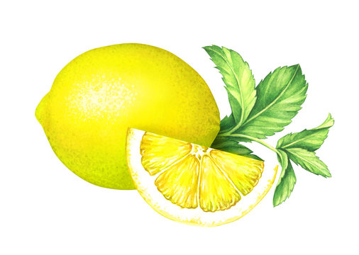 Watercolor lemon with mint leaves on white background