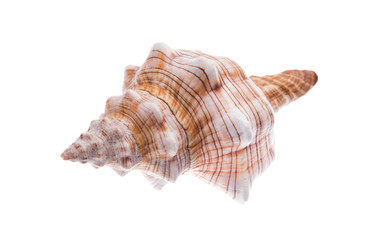 Seashell closeup. Isolated on white background. Clipping path.