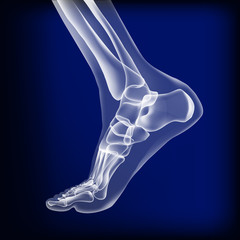 Dark blue visualization of bones of foot.