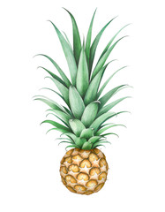 Pineapple isolated on white background. Hand drawn watercolor illustration.